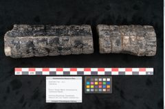Foto (Objekt + Etikett) von Calamites sp.  (NHMW-GEO-2024-0188-11163)